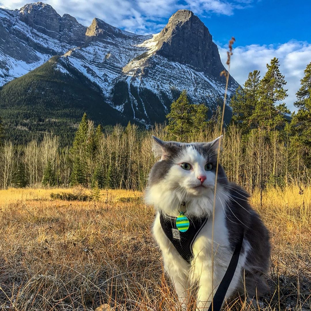 Kedi ile kamp yapmanın püf noktaları ! Kedilerle Seyahat Ederken Dikkat Edilmesi Gerekenler.